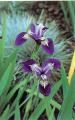 Tavi növények - Iris versicolor Kermesina amerikai nőszirom